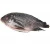 Import New Season Frozen Whole Round live Tilapia Fish Price from China