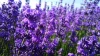 OEM/ODM lavender hydrosol,lavender flower water