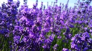 OEM/ODM lavender hydrosol,lavender flower water