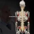 Import Office & School Supplies hanging Body Bone Human 85cm Skeleton Model from China