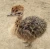 Import Ostrich Chicks For Wholesale Ostrich Chicks /Red and Black neck Ostrich for sale/Live Ostrich Birds from Estonia