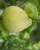 Import Perfect Fruit Product From Vietnam 100% Maturity Organic Pomelo Green Size 15cm from Vietnam