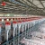 Import Pig farming equipment Sow Automatic feeder animal feeding line system from China