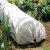 Import Plant Grow Greenhouse Tunnel Garden Greenhouse Easy Foldable Outdoor Mini Fleece Nature Pressure Treated Wood Type All-season from China