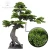 Import Plastic Artificial Needle Pine Tree with UV Resistant from China