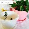 Plastic Plant Flower Seedlings Nursery Pot/Pots Planter Colorful Flower Plant Container Seed Starting Pots with Pallet