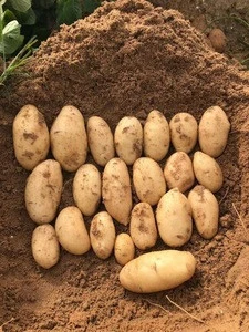 Potatoes new crop 2019 fresh egyptian Spunta potatoes