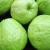 Import Premium quality Fresh Guava from Canada
