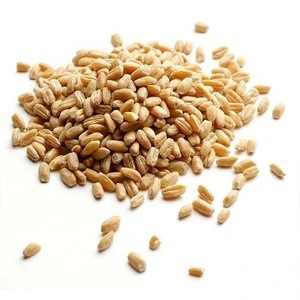 Premium  Wheat Grain 12.5% Protein