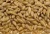 Import Protein Rich Animal Feed Barley from India
