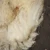 Import raw white sheep wool carpet fleece fiber from China
