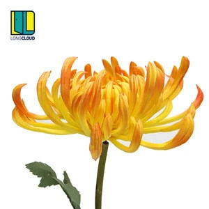 Real touch chrysanthemum indoor ornament and decoration