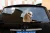 Import Reflective Shar Pei Dog Wiper Car Sticker Car Reflective Sticker Wiper Car Sticker with Moving Tail Shar Pei Dog from China