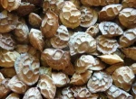 Sainfoin Seeds
