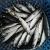 Import SEAFROZEN PACIFIC MACKEREL FISH from China