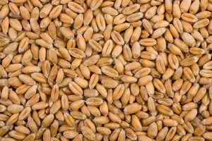Top Quality Tartary buckwheat