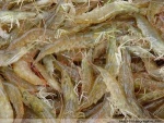 vannamei shrimp