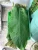 Import VIETNAM BANANA LEAF/ DONG LEAF FOR WRAPPING CAKE/- Whatsapp 0084 989 322 607 from China