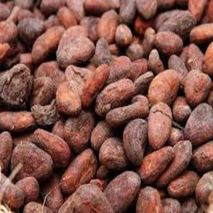 Well Preserved Organic Cocoa Beans For Sale