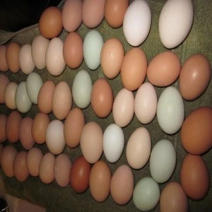 WELL PRODUCE FRESH TABLE EGGS WHITE AND BROWN