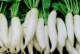 White Radish/Healthy Export Fresh White Radish