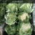 Import wholesale bulk fresh broccoli (cruciferous vegetables) from Egypt