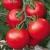 Import Wholesale Bulk Fresh Tomatoes best quality from South Africa