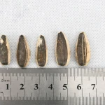Wholesale Chinese Best Raw Sunflower Seeds 363 Long Shaped