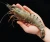 Import Wholesale High Quality Shrimp Black Tiger Shrimps Frozen from China