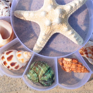 Wholesale Home Decoration Mixed Natural Sea Shells Collect Box