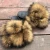 Import wholesale soft fur bathroom slippers for mother daughter matching dress real fox fur raccoon fur slides from China