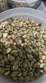 Robusta coffee bean