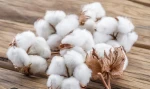 High Quality Raw Cotton for Export