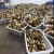 Import Healthy Wholesale Frozen Mushroom / Dried Mushroom from USA