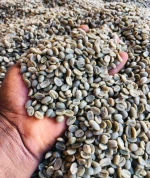 Freshly Ground Arabica and Rosbosta Coffee Perfect for Espresso Lovers