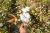 Import High Quality Raw Cotton for Export from Nigeria