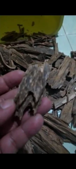 Agarwood, agarwood oil and products for sale