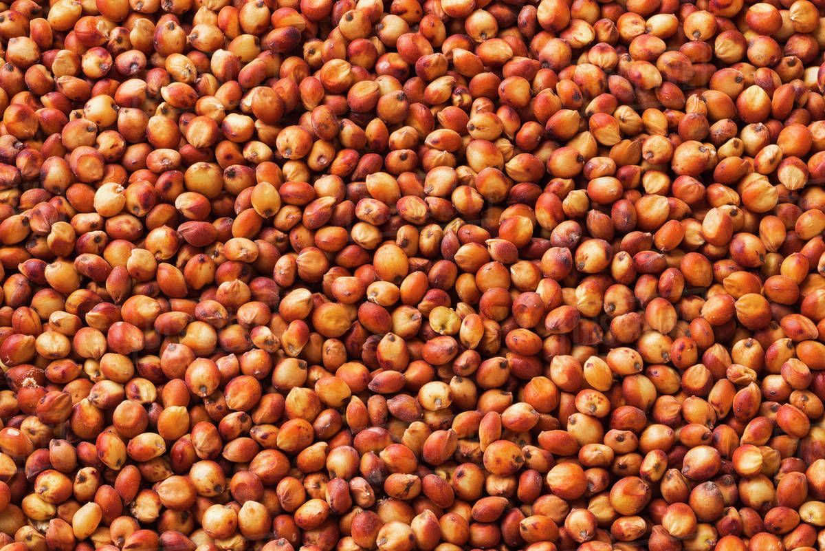 Red Milo Buy Red Sorghum from Gladiator Proteins LLC, USA | Tradewheel.com