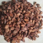 Dried Cacao Beans