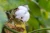 Import High Quality Raw Cotton for Export from Nigeria