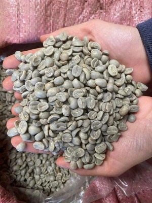 High Quality Robusta Green Coffee Beans