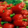 Hot Sale Fresh color capsicums / bell pepper / green color red bell pepper