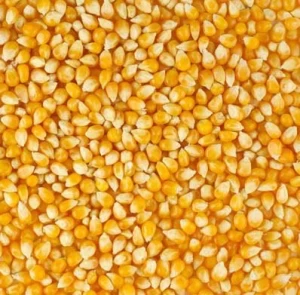 Yellow Corn GMO/NON GMO