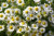 Import chamomile from Egypt