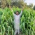 Import Baymisaal Grass Seed from Pakistan