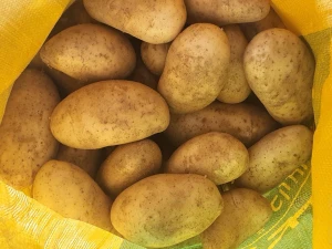 fresh potatoes with high quality