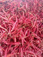Dry red chili Bangladeshi origin