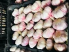 Hamedan Fresh Garlic