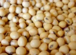 Soybean