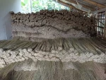 Palm Ekel Broomstick